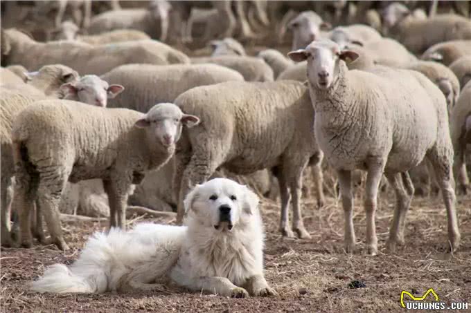 这个狗长得和白熊一样大，所以叫大白熊犬