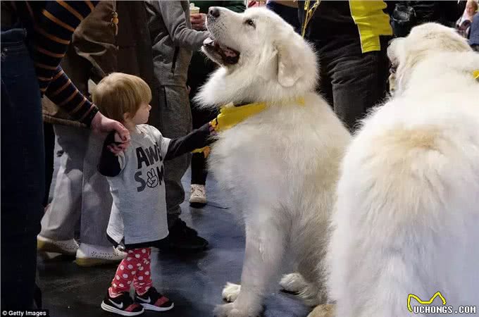这个狗长得和白熊一样大，所以叫大白熊犬