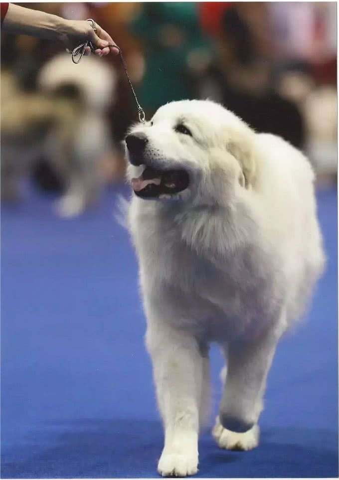 这个狗长得和白熊一样大，所以叫大白熊犬