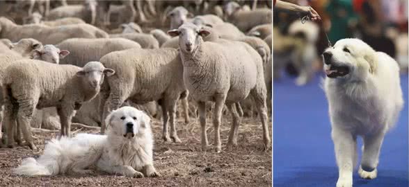 这个狗长得和白熊一样大，所以叫大白熊犬