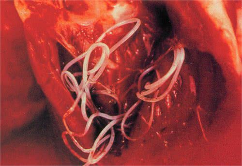 关于狗狗的犬心丝虫病，你知道这种病的危害吗?