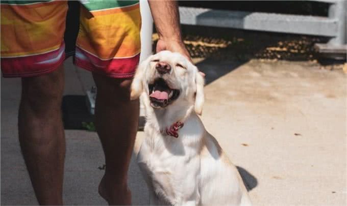 想要给家里养只狗?选哪种好?这10种犬类非常强烈的向你推荐