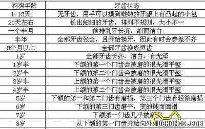 你确定会喂狗狗了吗?狗狗不同年龄段的科学喂养指南