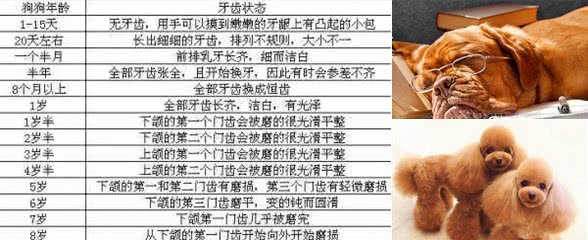 你确定会喂狗狗了吗?狗狗不同年龄段的科学喂养指南