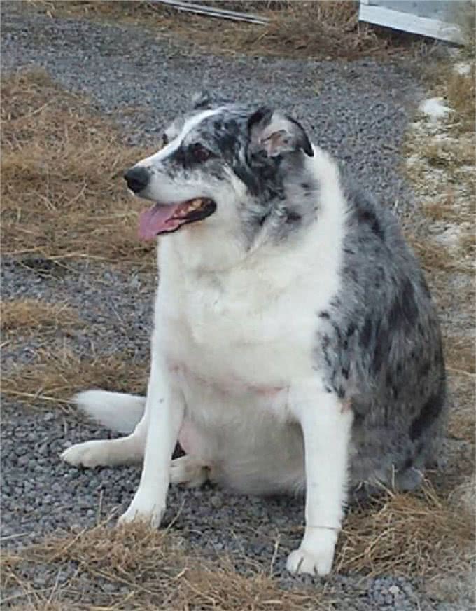 一直超级胖的牧羊犬，看看狗是如何减肥的