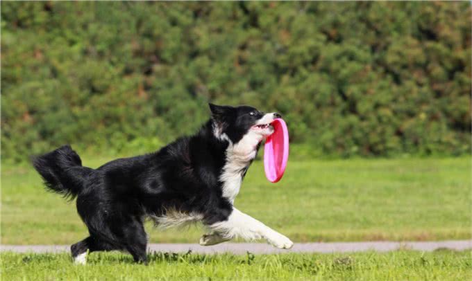 边境牧羊犬智商高到爆表，它的这些特征让你又爱又恨