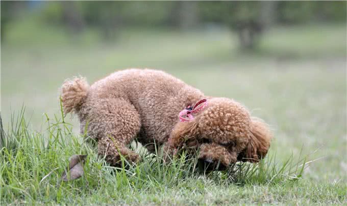 贵宾犬怎么养