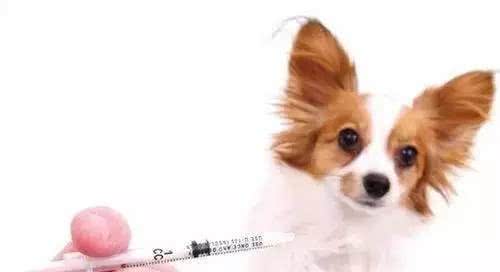 关于狗狗免疫的那点事