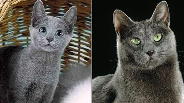 宠物大全:俄罗斯蓝猫的详细资料