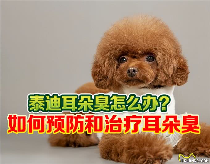 泰迪耳朵臭怎么办?泰迪犬如何预防和治疗耳朵臭