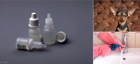狗狗长耳螨怎么办，该怎么做才能好