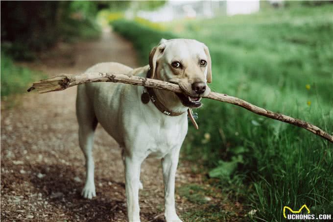 什么是犬冠状病毒?对狗狗有什么危害?幼犬的病症会更严重