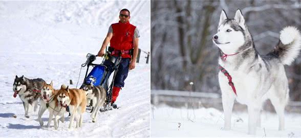 你以为雪橇犬只有那三傻吗，带你认识不一样的雪橇犬