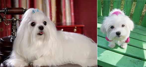 马尔济斯犬的饲养注意事项，饮食需要注意什么?
