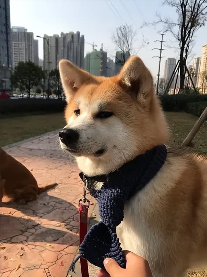 秋田vs柴犬，你不会还认错吧?