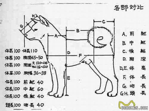 养柴犬5年，主人听到路人的话才认清它，你看得出来吗?