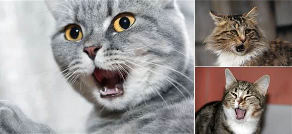 猫咪突然打嗝，看起来很滑稽，但你了解猫咪打嗝的那些事吗?