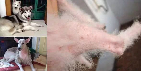非不得已请勿剃光狗猫，容易引发各种疾病