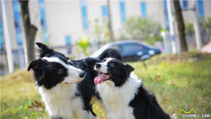 边境牧羊犬的专利~接飞盘，最会看人脸色的狗狗