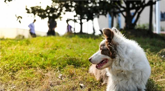 边境牧羊犬的专利~接飞盘，最会看人脸色的狗狗