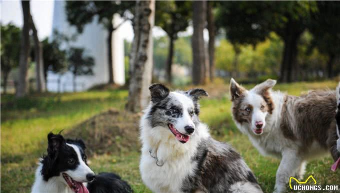 边境牧羊犬的专利~接飞盘，最会看人脸色的狗狗