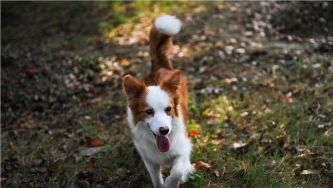 边境牧羊犬的专利~接飞盘，最会看人脸色的狗狗