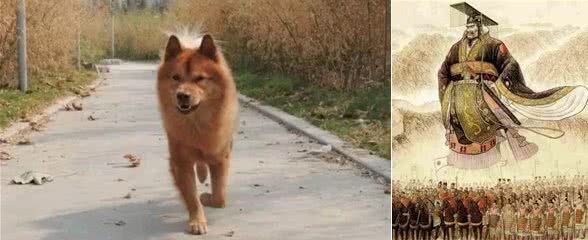 秦始皇最喜爱的大黄狗，今后恐怕再也见不到了