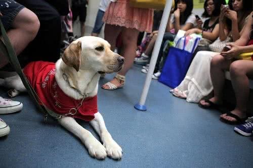 致敬导盲犬：承受不被理解之苦，用一生温暖人类