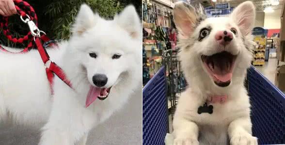 遛狗时不想被狗遛?试试看这几招