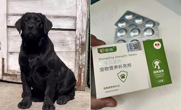 狗狗肾衰的几种表现，越早发现越好