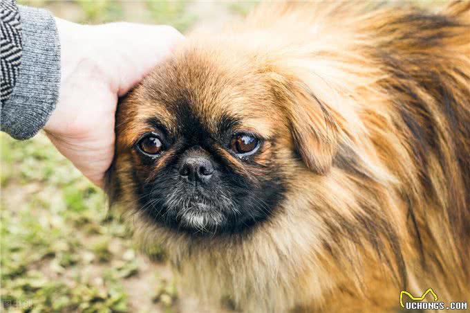 这5种小型犬平均寿命都很长，养过的人:一只陪伴十几年，好幸运