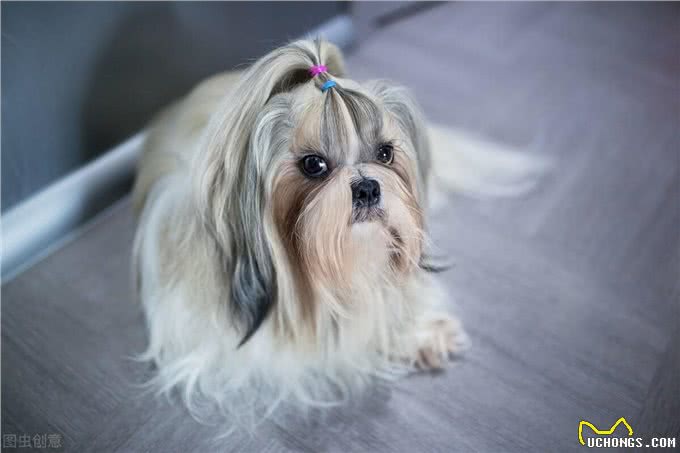 看看这些本土的品种犬，别再叫他们土狗了，它们也不差