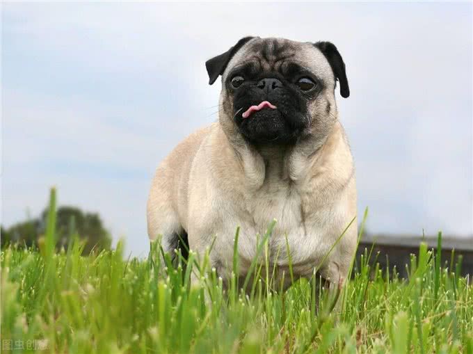 看看这些本土的品种犬，别再叫他们土狗了，它们也不差