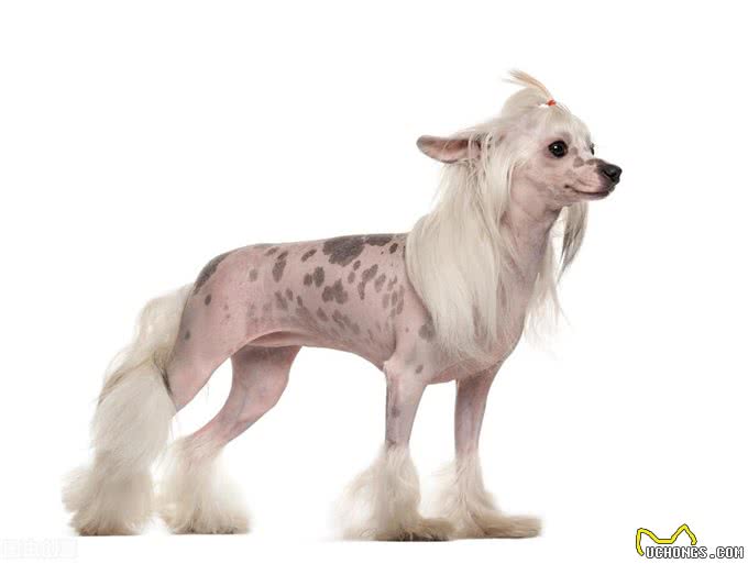 看看这些本土的品种犬，别再叫他们土狗了，它们也不差
