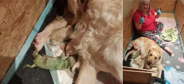 绿色的黄金猎犬!让大家都开了眼界
