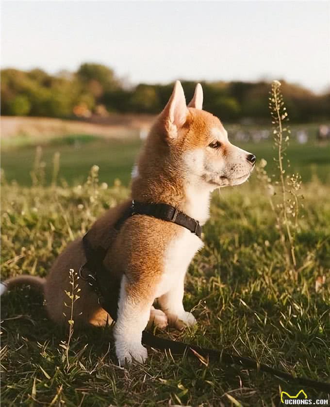 揭秘!纯种柴犬的6大特征，很多人养的都是串串