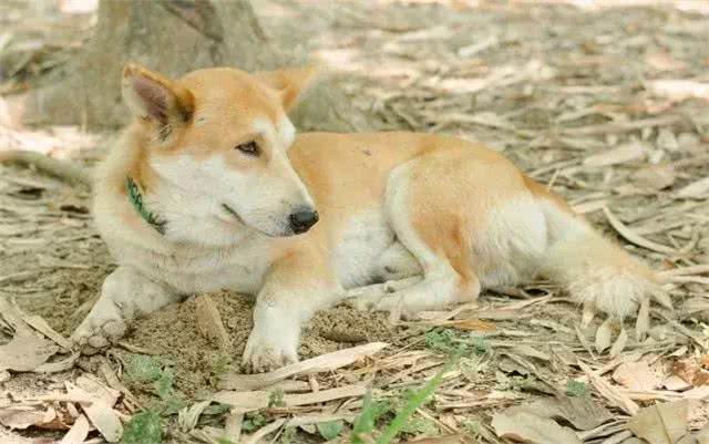 中华田园犬的颜值，可以有多高?