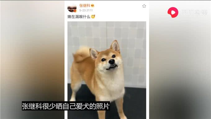 张继科为爱犬庆祝生日，他当时为什么选择领养这只狗?