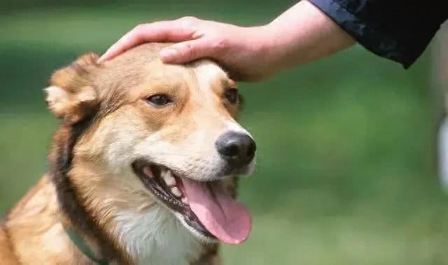 狗狗比你聪明多了!它故意使坏，你还傻傻不知道!