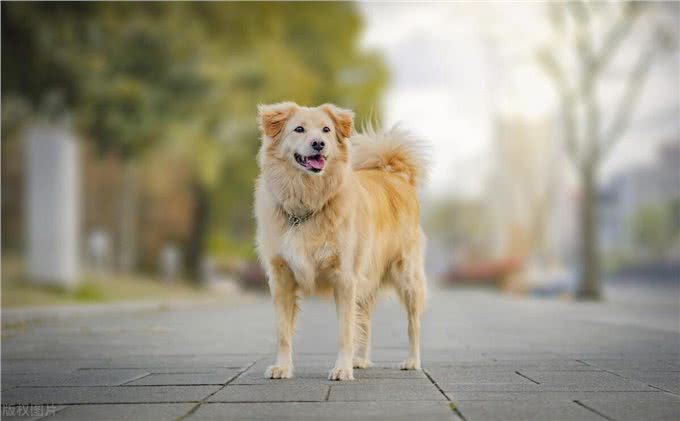 想要猫狗毛发柔顺，靠这5大食材照顾皮肤!