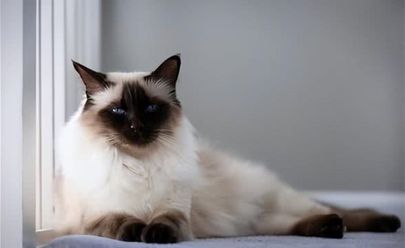 宠物大全:巴厘猫的详细资料