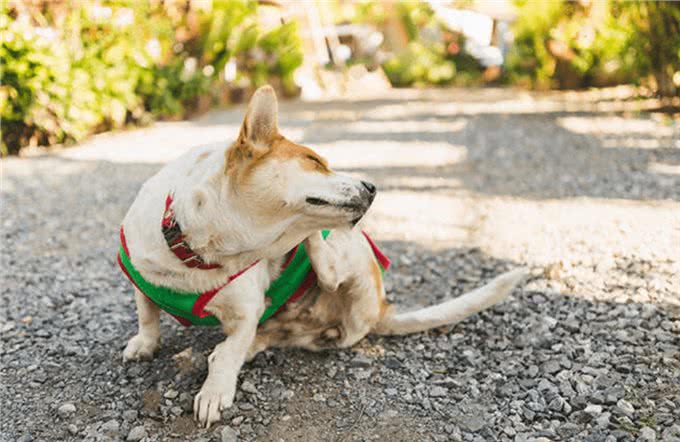 犬皮肤困扰：狗癣怎么治能好狗癣要怎么才能好?