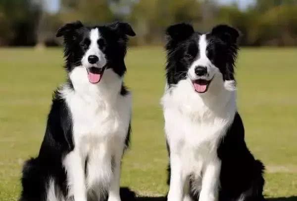 教你轻松挑选到优秀的边境牧羊犬