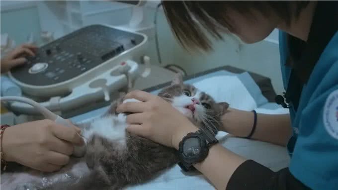多花冤枉钱，被医生PUA，为什么宠物绝育越来越贵?