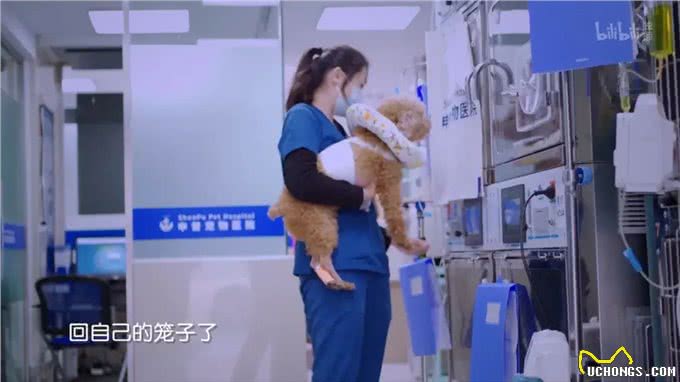 多花冤枉钱，被医生PUA，为什么宠物绝育越来越贵?
