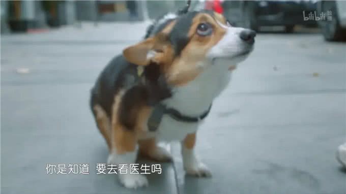 多花冤枉钱，被医生PUA，为什么宠物绝育越来越贵?