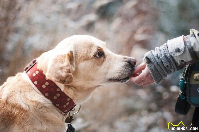 为什么小型犬们，总是向着大型犬挑衅?它不知道自己打不过对方吗