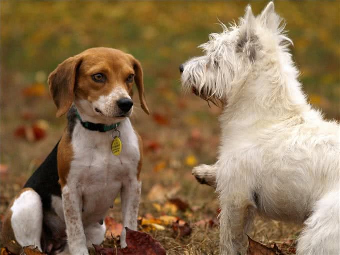 为什么小型犬们，总是向着大型犬挑衅?它不知道自己打不过对方吗