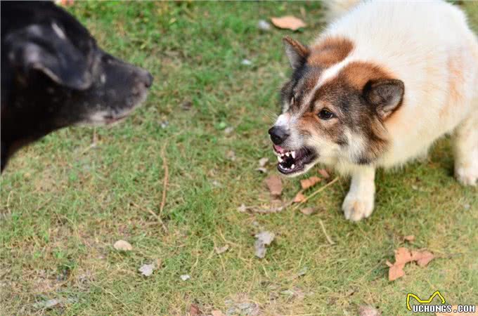 为什么小型犬们，总是向着大型犬挑衅?它不知道自己打不过对方吗