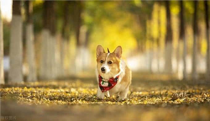 柯基犬尾巴一定要断吗